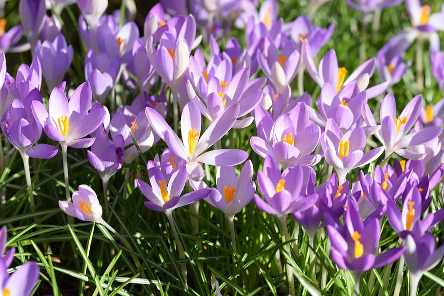 crocus, spring, flowers, grass, violet, flora, garden, spring flower HD wallpaper
