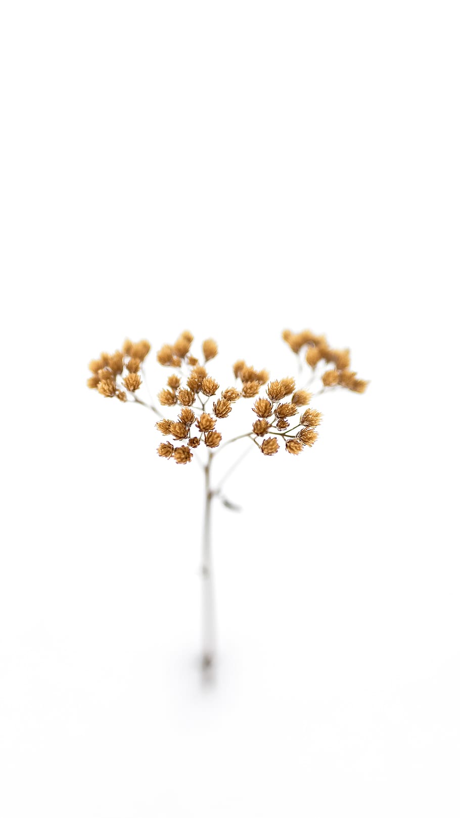 brown petaled plant, flower, blossom, flower arrangement, nature HD wallpaper