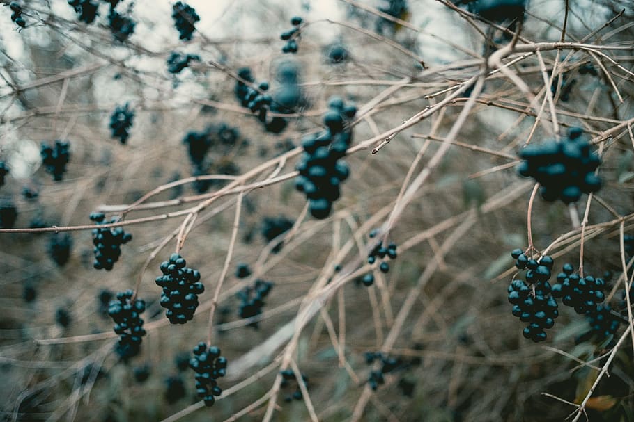 black berries on twing, plant, blueberry, fruit, food, traffic light HD wallpaper