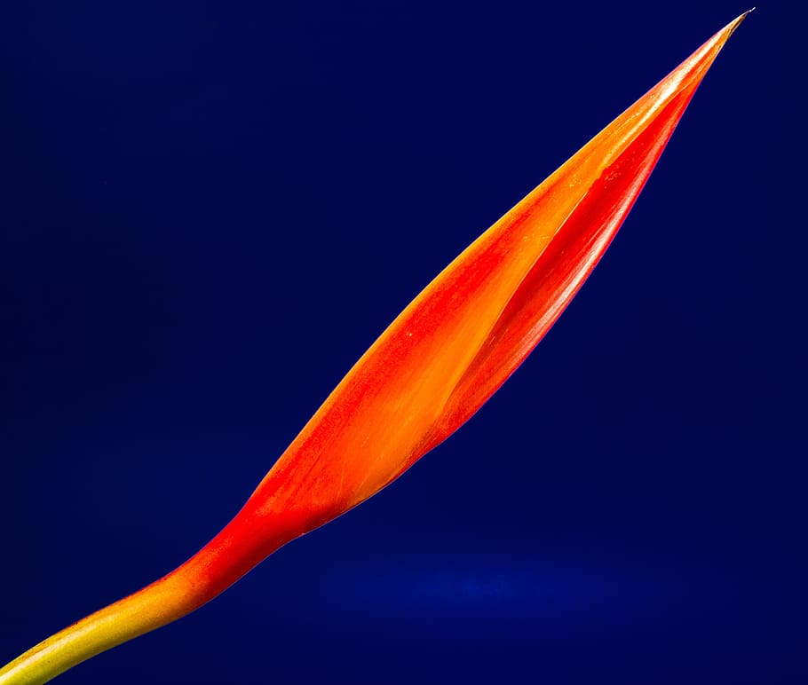 Red and Yellow Flower Bud, bloom, close-up, flora, orange, strelitzia HD wallpaper