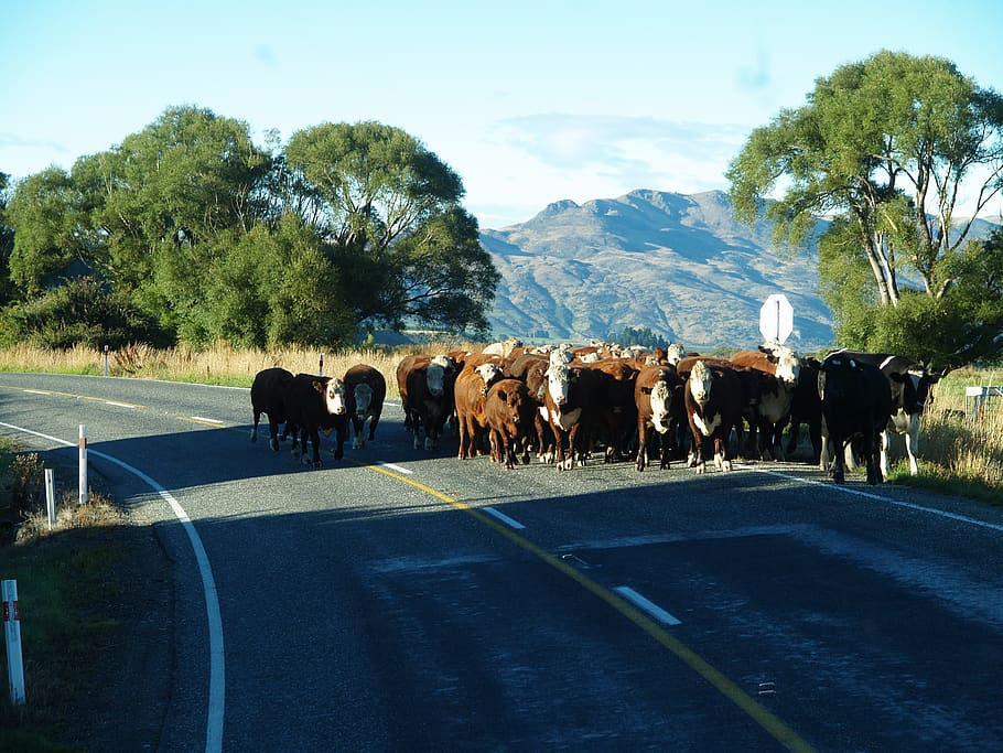 new zealand, otago, remarkables, cattle, mammal, animal, animal themes, HD wallpaper