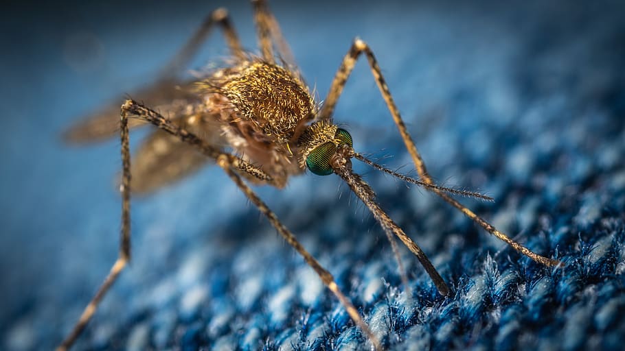 mosquito, the mosquito, insect, macro, diptera, jeans, bloodsucker, HD wallpaper