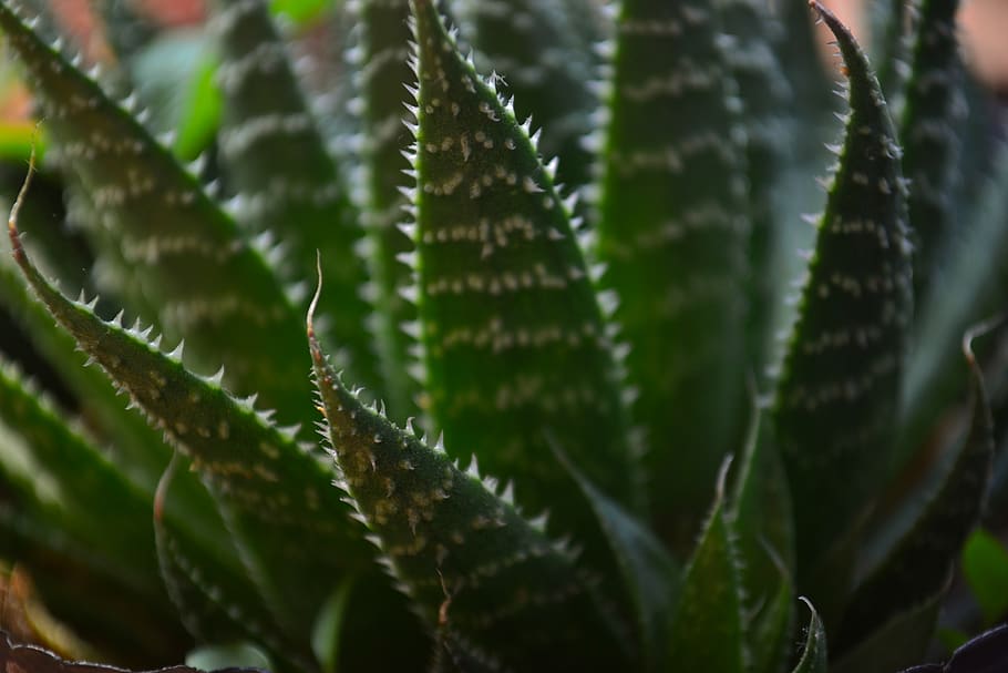 green, plant, growth, selective focus, beauty in nature, green color HD wallpaper