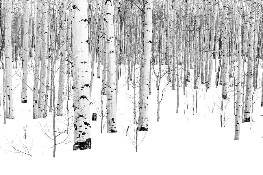 snow covered trees, hanging, no people, plant, tree trunk, cold temperature HD wallpaper