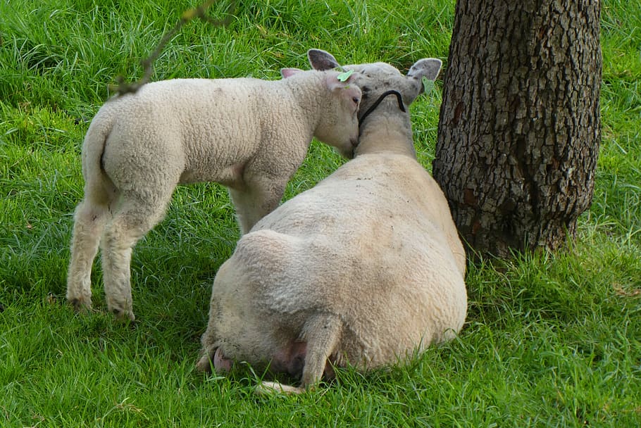 lamb, sheep, pasture, spring, meadow, grass, newborn, mammal HD wallpaper