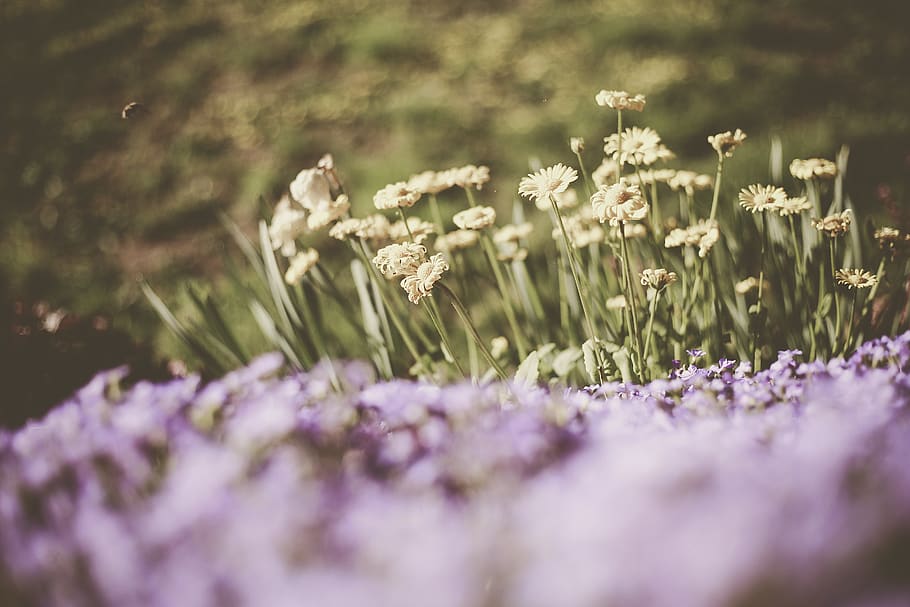 yellow petaled flowers, plant, blossom, animal, bird, food, photography HD wallpaper