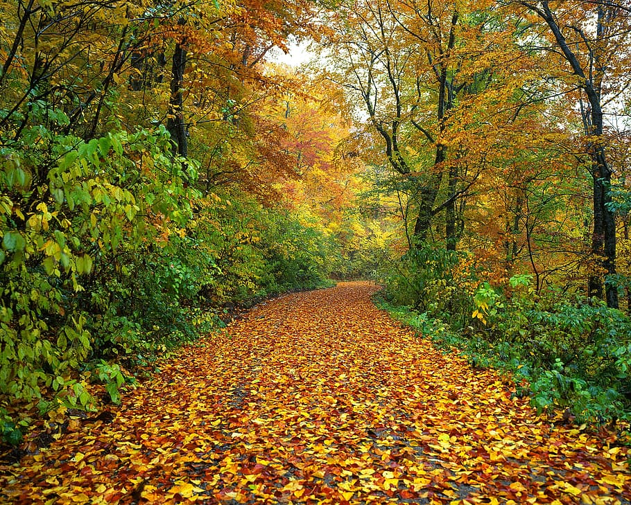 leave, leaf, fallen, nature, road, route, path, pathway, jungle HD wallpaper