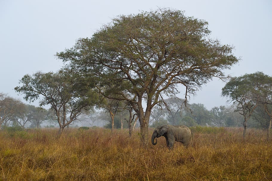 Solitaire Safari