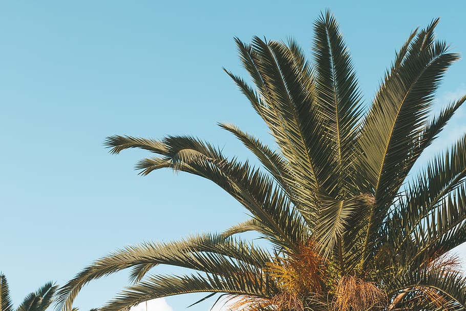 Coconut Tree, palm, palm trees, plant, tropical climate, sky HD wallpaper
