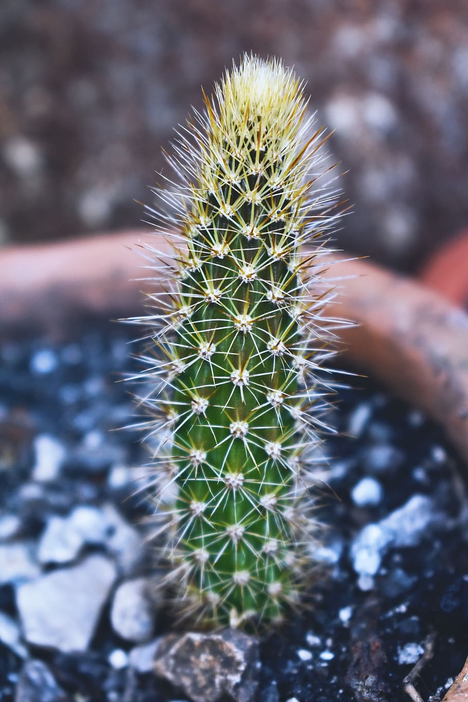 nature, plant, captus, thorns, long, flowerpot, earth, succulent plant HD wallpaper
