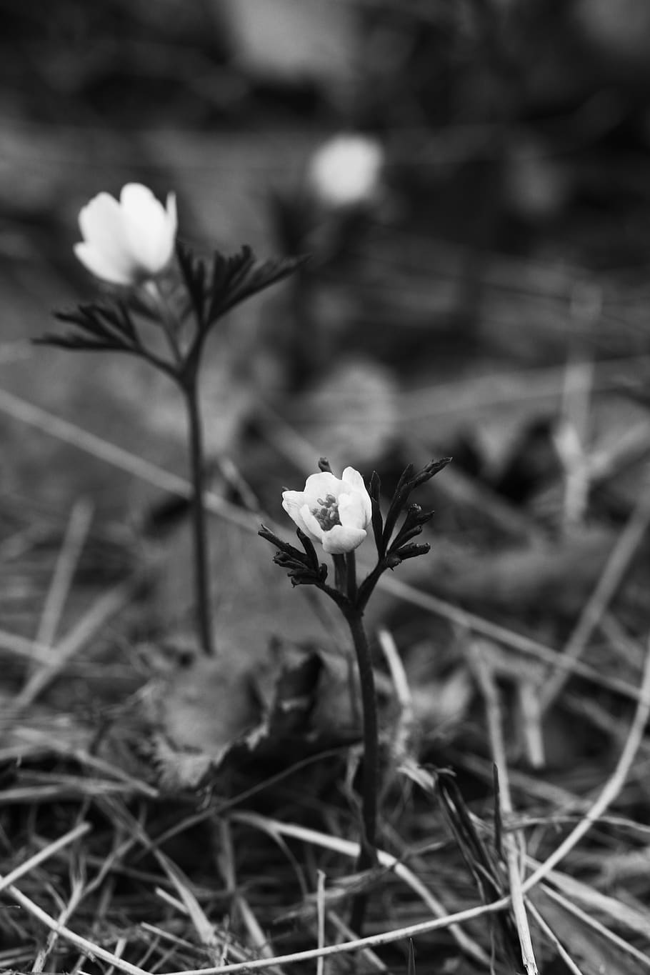 anemone, white, flowers, spring, nature, plant, vulnerability HD wallpaper
