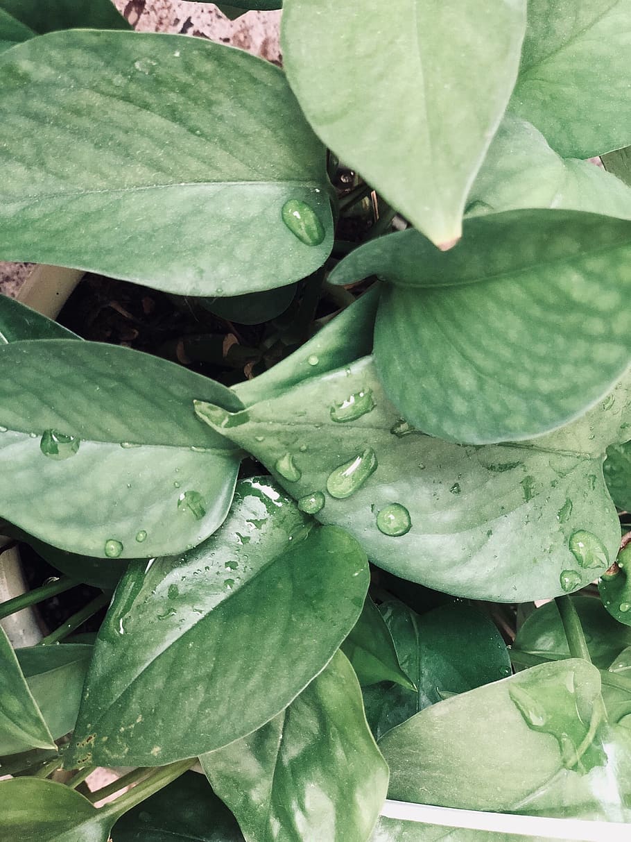 plant water, plant part, leaf, growth, green color, drop, close-up HD wallpaper