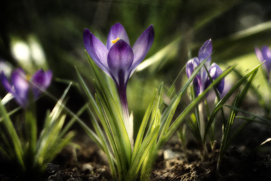 crocus, violet, spring, green, nature, garden, krokus, flowers HD wallpaper