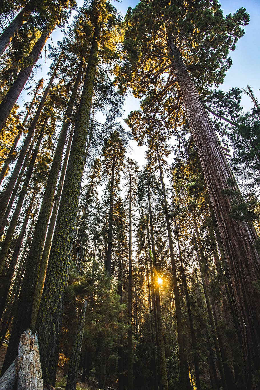 green leafed trees during daytime, plant, forest, tree trunk HD wallpaper