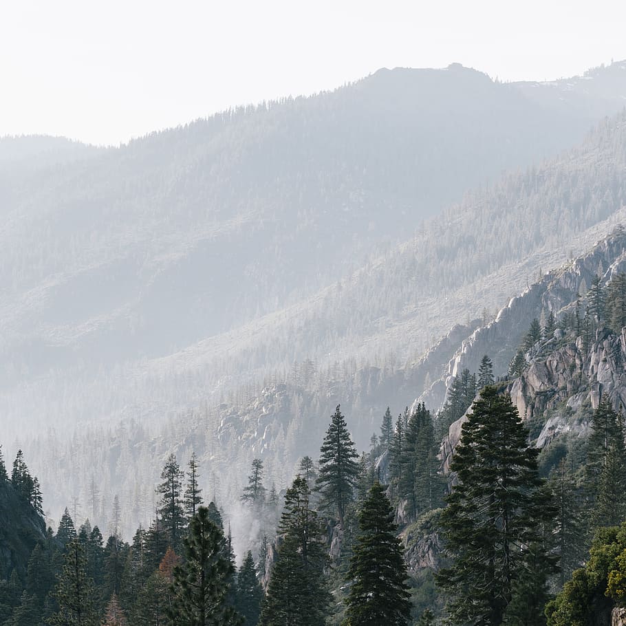 tree, trees, mountain, mountains, mist, fog, rocks, plant, scenics - nature HD wallpaper