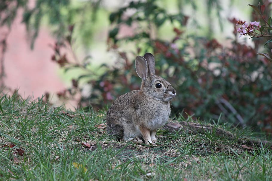 ucla, rabbit, nature, animal themes, mammal, one animal, animal wildlife HD wallpaper