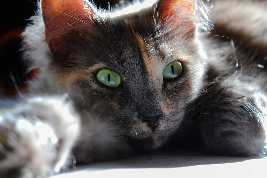 cat, eyes, domestic cat, pets, mammal, animal themes, domestic animals HD wallpaper