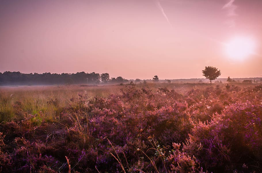 Grass Field, backlit, color, cropland, dawn, dusk, evening, fall HD wallpaper