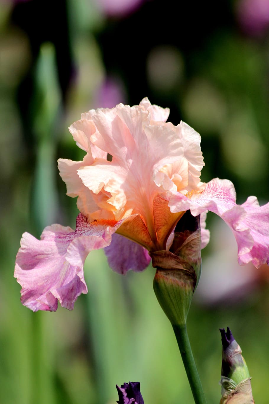 iris, pink iris, flower, pink flower, spring flowers, beautiful, HD wallpaper