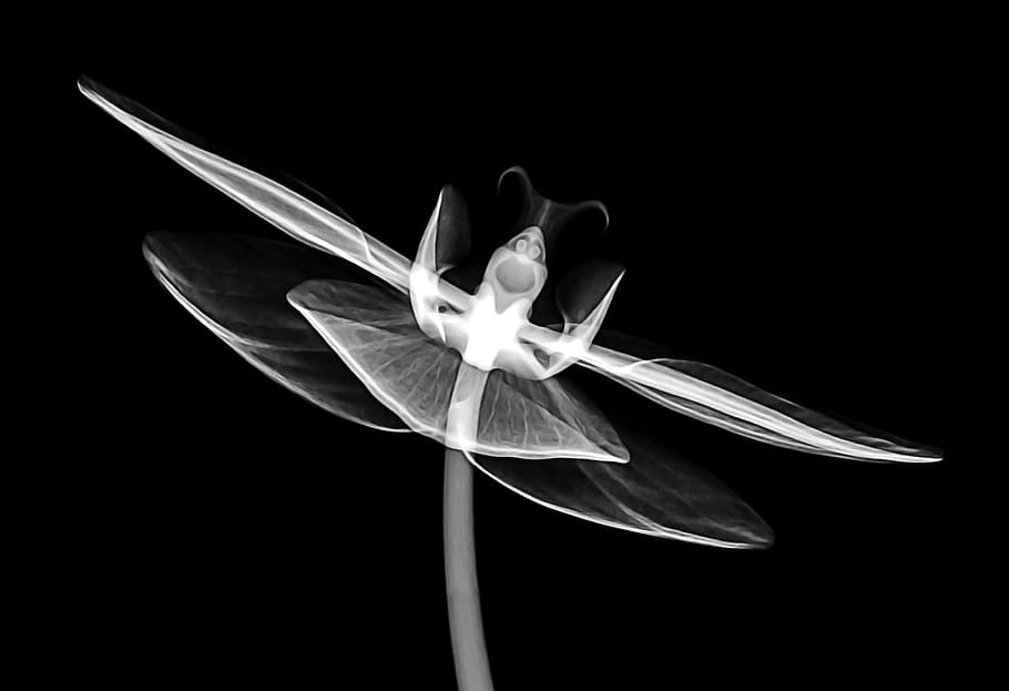macro photography of white orchid flower, x-ray, tech, technology HD wallpaper