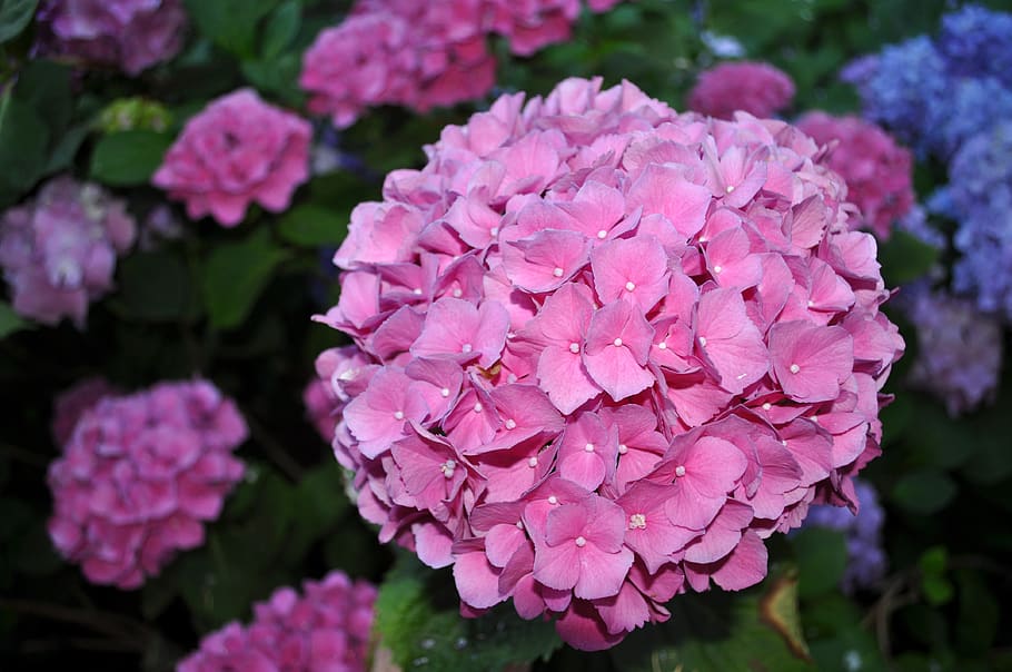 hydrangea, pink, bloom, garden, nature, plant, flower, flowering plant HD wallpaper