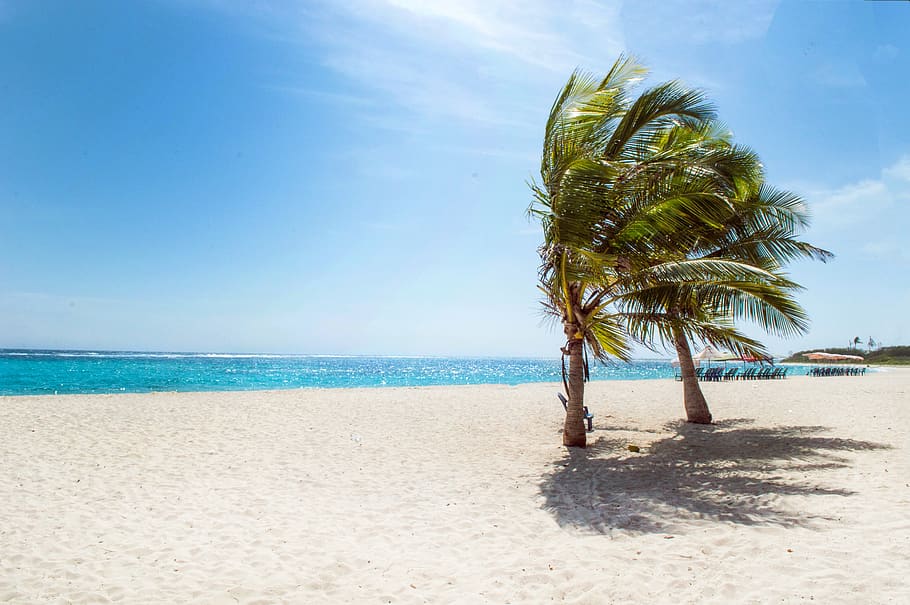 Green Coconut Trees Near Body of Water, beach, blue sky, carribean, HD wallpaper