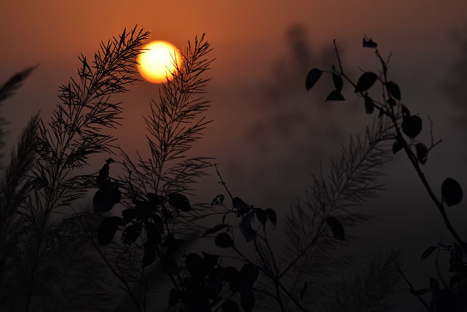 india, nainital, sunrise, sunset, trees, grass, dark, sunset view, HD wallpaper