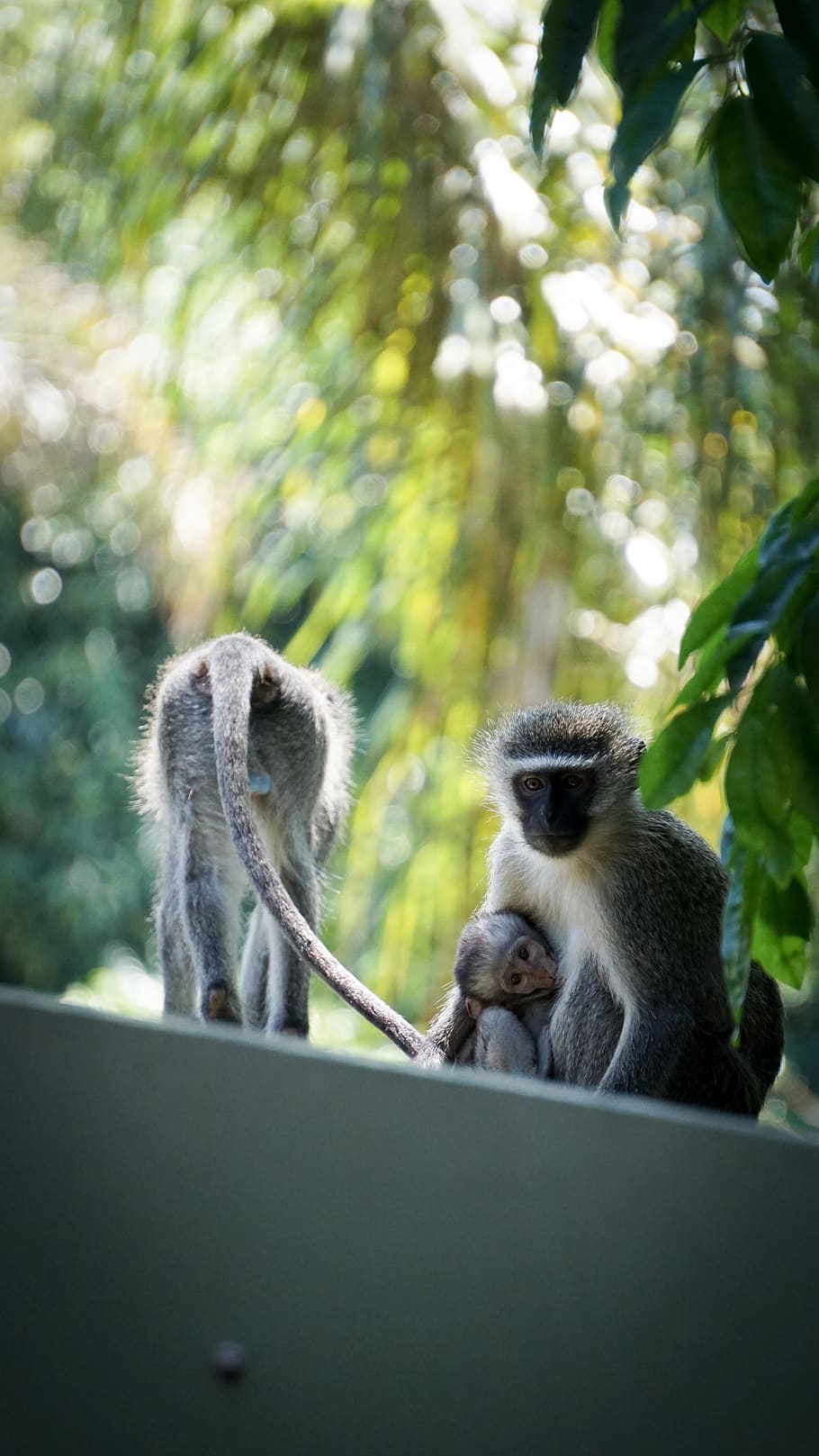 three monkey on roof beside tree, wildlife, mammal, animal, baboon HD wallpaper
