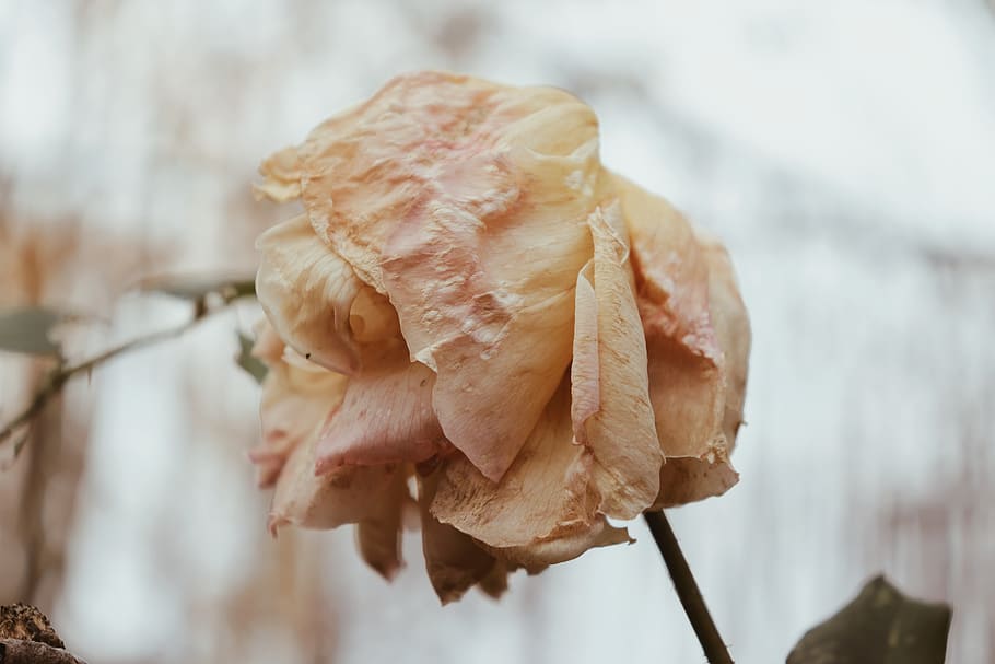 focus on foreground, close-up, fragility, plant, beauty in nature HD wallpaper