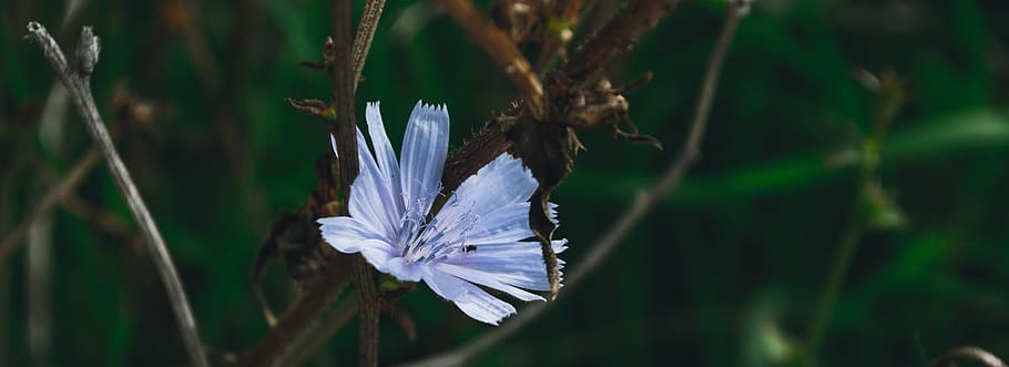 flower, flowers, blue, blue flower, stem, macro, macro detail, HD wallpaper