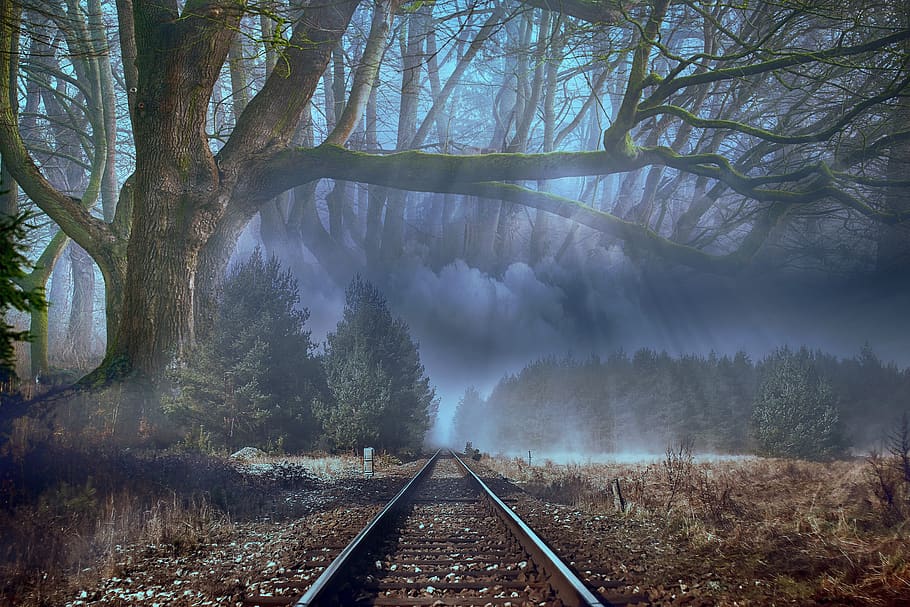 forest, fog, trees, landscape, mysterious, dark, vias, 4k wallpaper HD wallpaper
