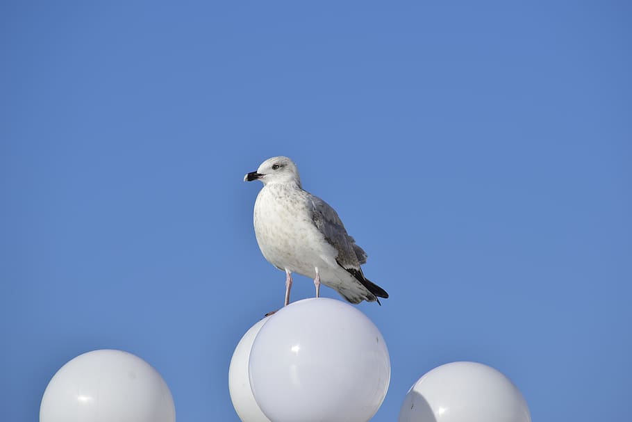 bird, animal, seagull, animal themes, blue, vertebrate, animal wildlife HD wallpaper