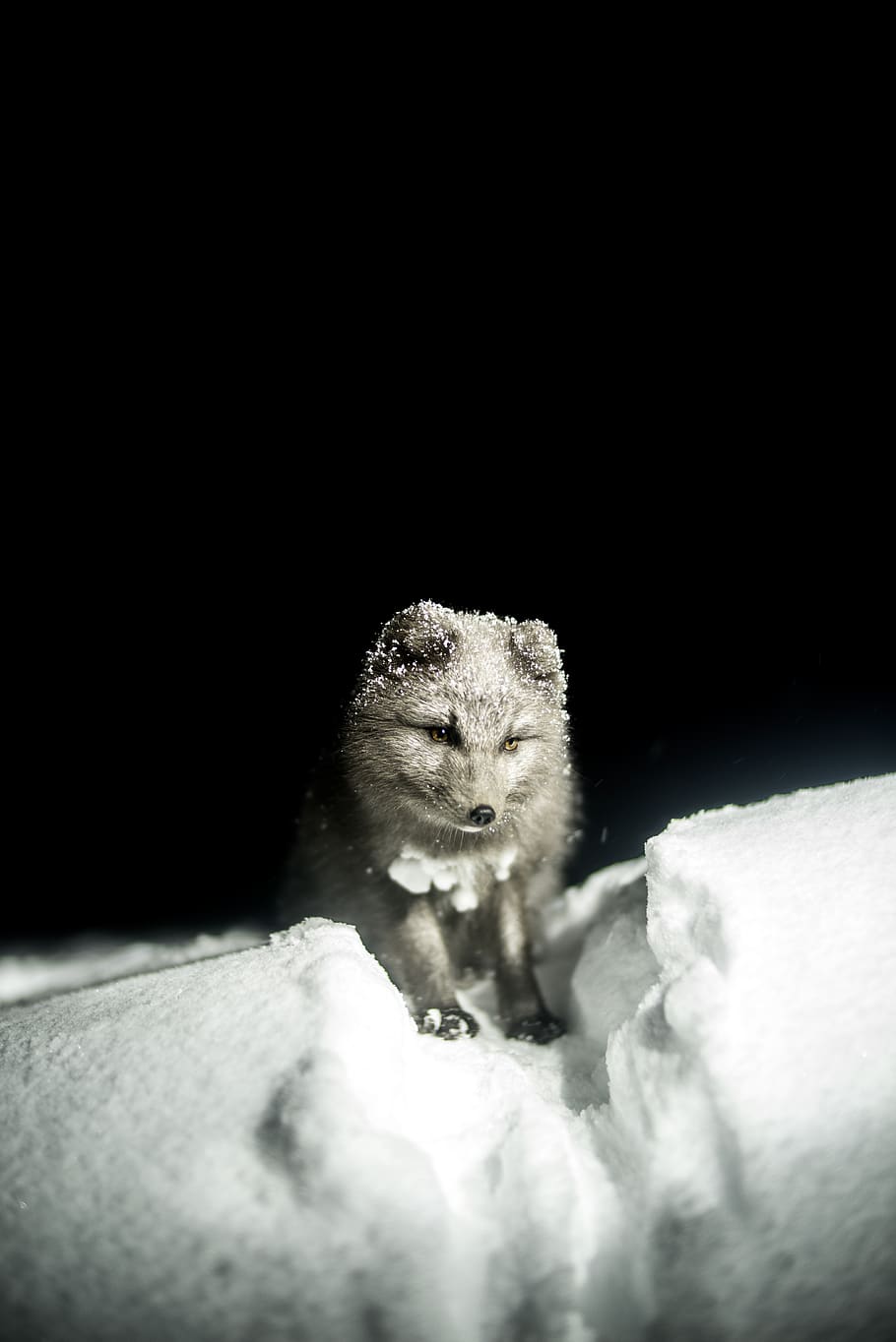 gray fox, one animal, animal themes, mammal, animal wildlife HD wallpaper