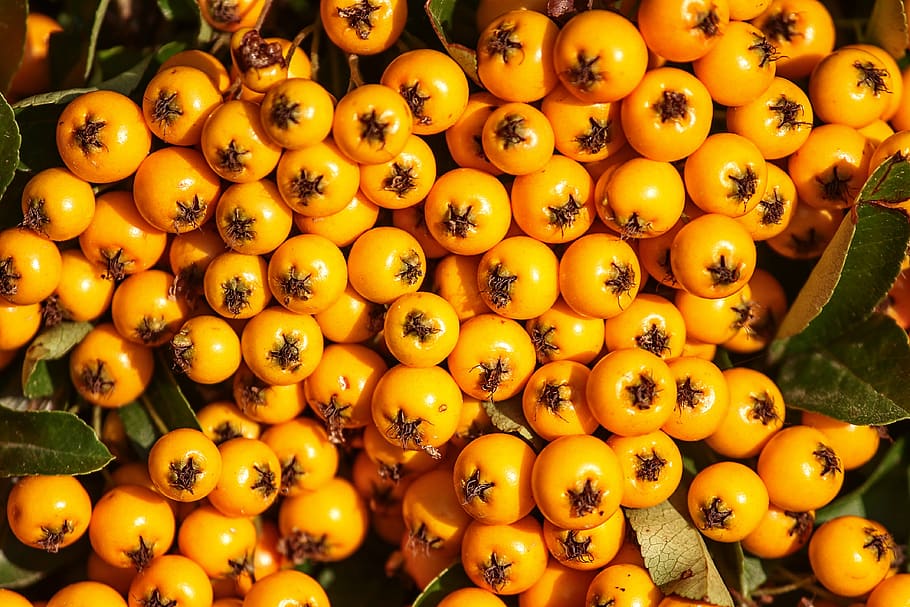 firethorn, berries, orange, pyracantha, bush, fruits, ornamental shrub, HD wallpaper