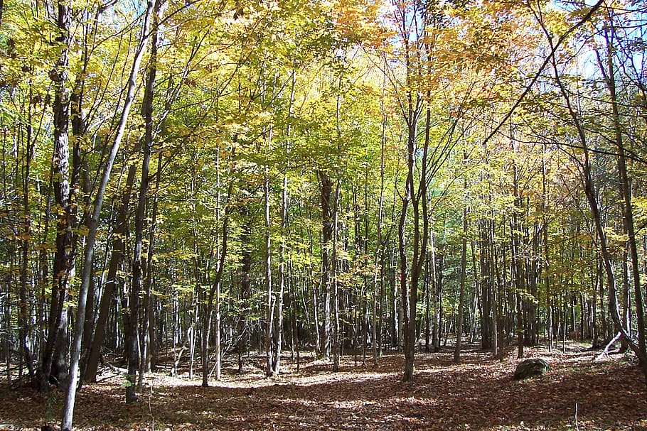 canada, elgin, beech trees, birch trees, ontario, fall, autumn HD wallpaper