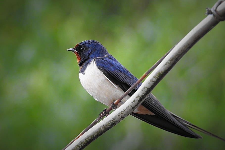 swallow, bird, animal themes, one animal, vertebrate, animal wildlife HD wallpaper