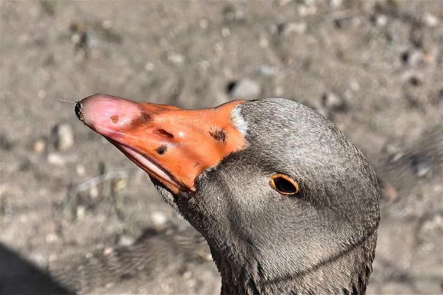 goose, poultry, bird, bill, domestic goose, plumage, goose beak HD wallpaper
