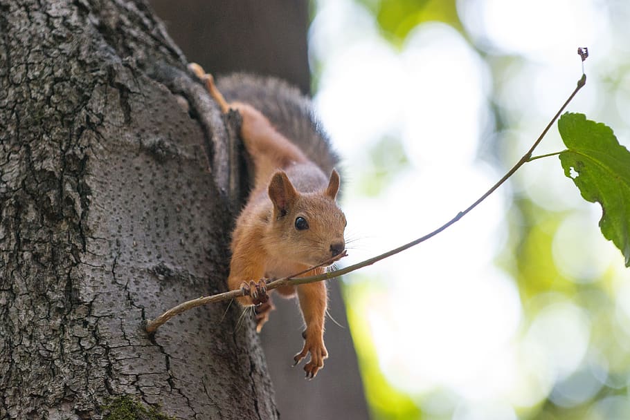 squirrel, tree, tail, furry, branch, rodent, animal wildlife