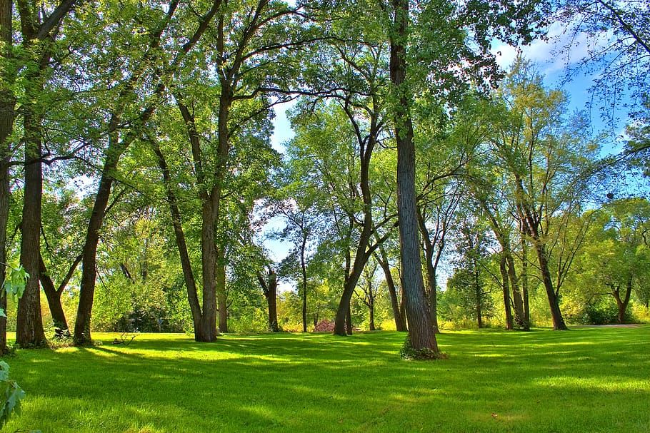 trees, grass, nature, landscape, meadow, environment, outdoors HD wallpaper