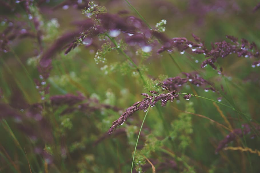 rain, rainy, flower, grass, green, violet, purple, nature, wallpaper HD wallpaper