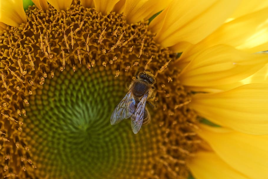bee, yellow, pollen, blossom, bloom, pollination, sun, insect HD wallpaper