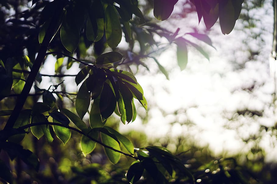 plant, growth, beauty in nature, tree, freshness, focus on foreground HD wallpaper