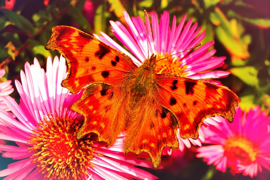 flower, flowering plant, beauty in nature, flower head, petal HD wallpaper