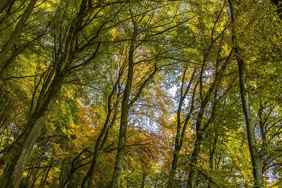 Trees, branches, forest, low angle shot, nature, perspective HD wallpaper