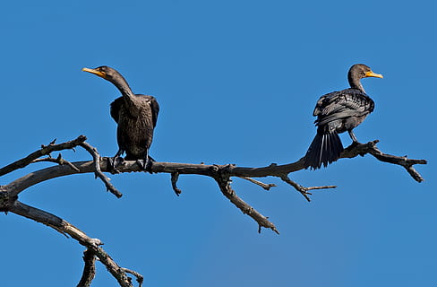 birds, mindset, struggle, argue, not talking, animal themes HD wallpaper