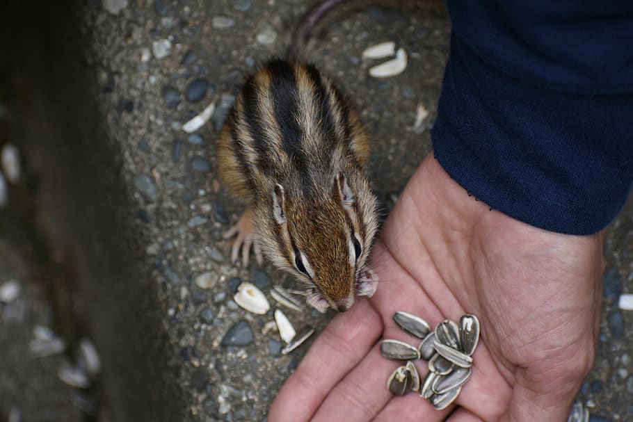 animal, squirrel, chipmunk, diet, sunflower seeds, wild animal HD wallpaper