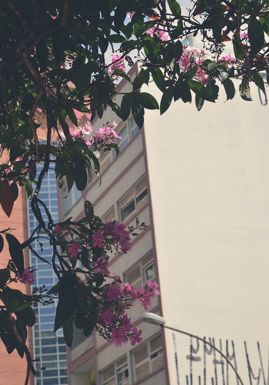 White Concrete Building, architecture, bloom, blooming, blossom HD wallpaper