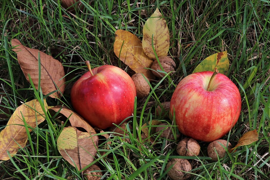 apple, apples, foliage, eco, mature, autumn, sad, garden, closeup HD wallpaper