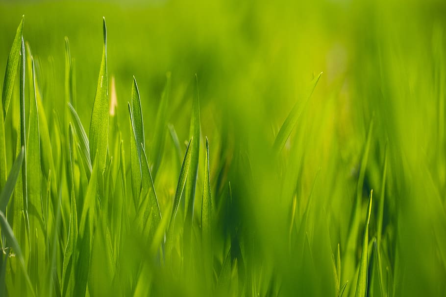 Green Grass Hd Wallpaper, background, blade, blur, cereal, close-up HD wallpaper