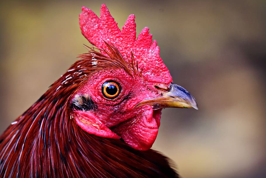 rooster, chicken, bird, fowl, animal, head, beak, eye, cockscomb, HD wallpaper
